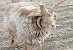 حكومة الطوارئ تضبط 17 خروفا أثناء تهريبهم إلى قطاع غزة عبر الأنفاق