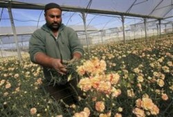 "إسرائيل" وأوروبا تسمحان بتصدير كميات قليلة من ورود قطاع غزة لافتقار هما للبديل (صور)