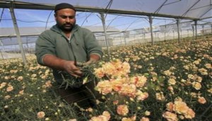 "إسرائيل" وأوروبا تسمحان بتصدير كميات قليلة من ورود قطاع غزة لافتقار هما للبديل (صور)