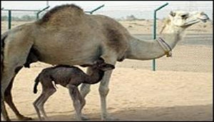 استنساخ اول جمل" في العالم في دبي