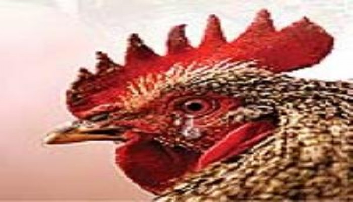 تايمز :مصر نموذجاً متفرداً فى الإصابة بإنفلونزا الطيور والحكومة ترد بـ شعبان عبد الرحيم