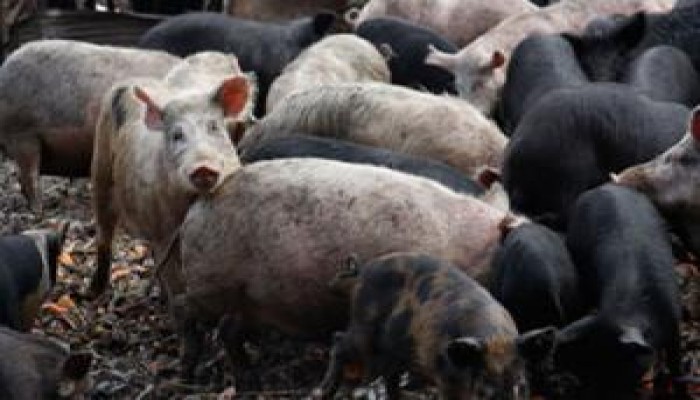 قلق دولي من تحول أنفلونزا الخنازير إلى وباء عالمي