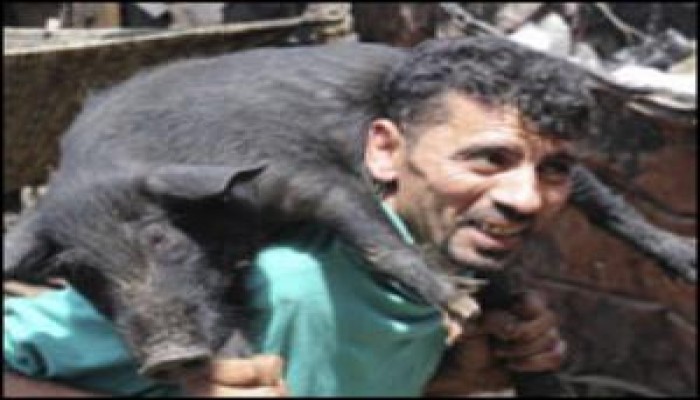 بلاغ للنائب العام ضد ملاك مزارع الخنازير بمصر
