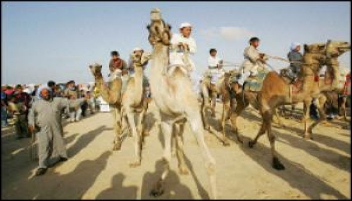 بدو سيناء يعتدون على المحافظ رداً على إهانته لهم ..