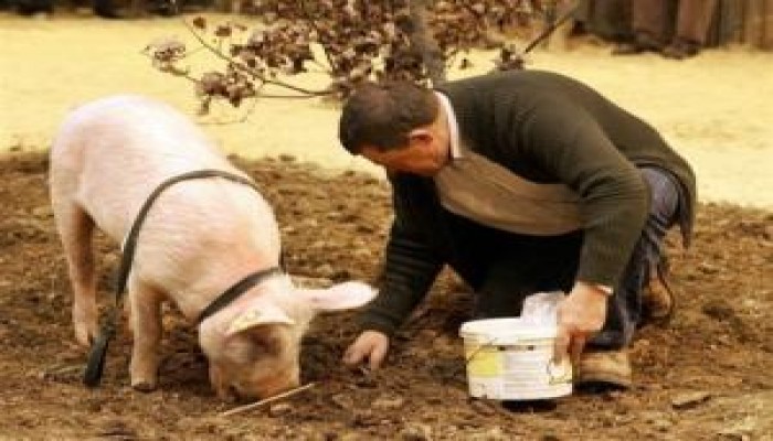 خبر عاجل / : مصر ترصد أول حالة اصابة بانفلونزا الخنازير