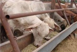 هدية الحكومة للشعب أعلاف بدماء ولحم الخنازير