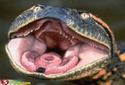 اسرائيل تطلق افاعي  لملاحقة رجال المقاومة في فلسطين ولبنان