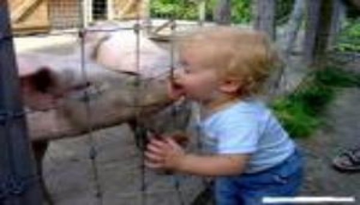 إصابات جديدة بإنفلونزا الخنازير في مصر وطوارئ بالمطارات ورصد أراضي للمقابر الجماعية