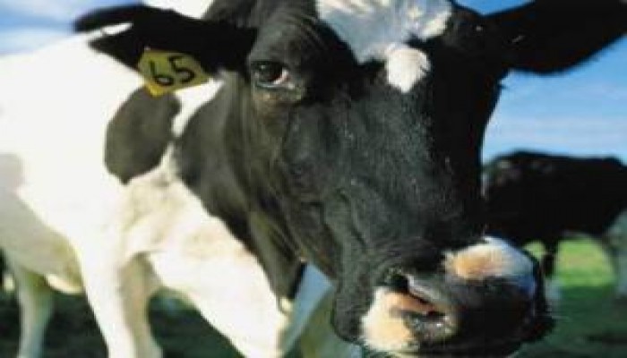 أستاذ طب بيطرى بالإسكندرية : الحمى القلاعية تلتهم 20% من المواشى فى مصر