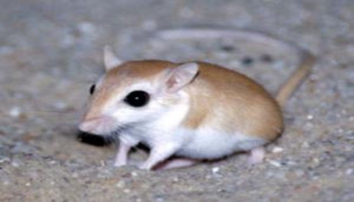 مصر لا تمتلك سم مكافحة الفئران منذ يناير الماضي