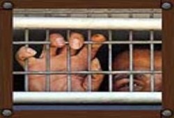 وقفات سريعة مع مقال "الجماعة المسجونة" .. بقلم/ عبد الله الحامد