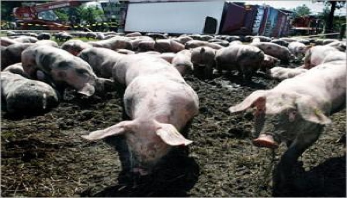 الرقم مرشح للارتفاع بحسب انتشار المرض مصر تشتري 5 ملايين جرعة من لقاح انفلونزا الخنازير