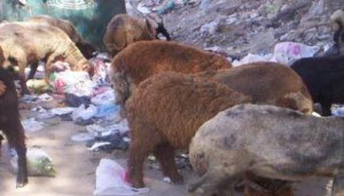 بعد الخنازير حكومة مصر تستعين بـ"المعيز" للقضاء على القمامة