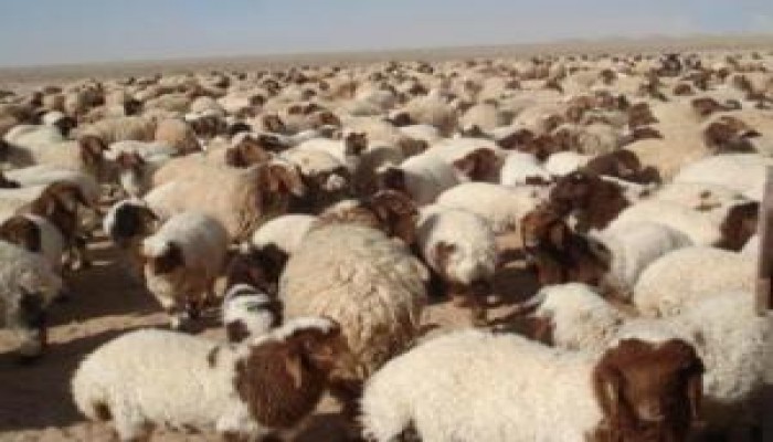 مفتى الجمهورية يجيز صك الأضحية لمن يصعب عليه إقامة سنتها