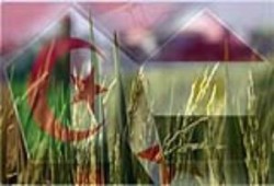 البسوس كروية ..د/ إبراهيم حمامي