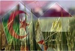 البسوس كروية ..د/ إبراهيم حمامي
