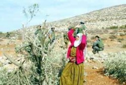 فتوى صهيونية تبيح نهب "الزيتون الفلسطيني" وتسميم المياه