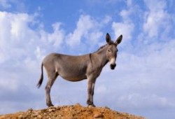 ثلاثة اسباب لانسحاب عباس ..عبد الباري عطوان