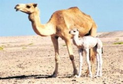 بول الإبل تساهم في علاج السرطان