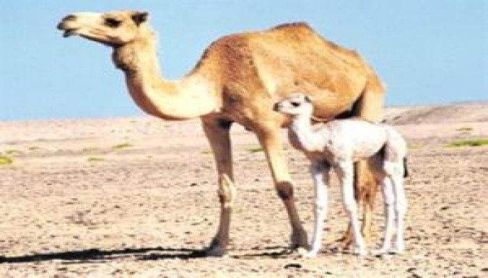 بول الإبل تساهم في علاج السرطان