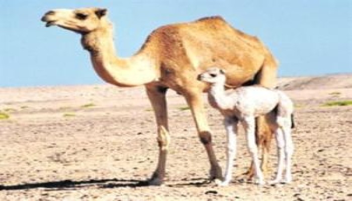 بول الإبل تساهم في علاج السرطان