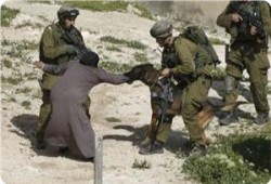 جيش الاحتلال الصهيوني يدرب كلابه للانقضاض على الذين يهتفون بعبارة "الله أكبر"