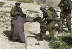 جيش الاحتلال الصهيوني يدرب كلابه للانقضاض على الذين يهتفون بعبارة "الله أكبر"
