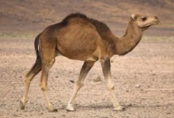 إماراتي يشتري الناقة الأغلى في العالم بـ 10 ملايين درهم