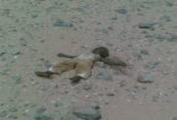 أقتل ولا تدع أحداً يرى.. نصري الصايغ