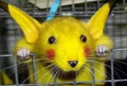 الجمل الأممي يلد فأرًا عربيًّا! ..د/ محمود المبارك