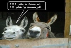 لحمة.. ولكن للحبايب!!..د/ جابر قميحه