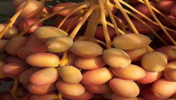 إماراتيون ينتجون الشاي والقهوة من البلح