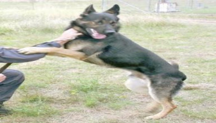 مصر تنفق 850 مليون جنيه سنويا لتدريب كلاب الداخلية في أوروبا وأمريكا