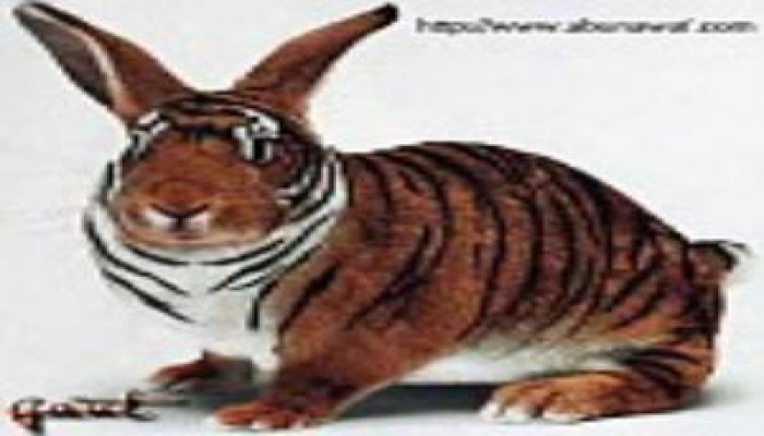 الحكومة والأرانب ..فراج إسماعيل