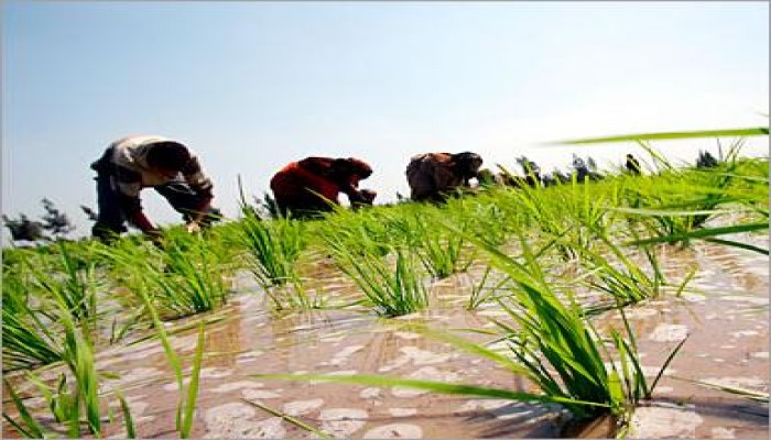 مصر تخفض المساحة المزروعة من الأرز للنصف .