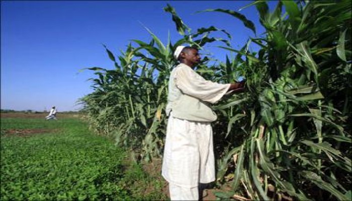 مصر تتجه للزراعة بالسودان