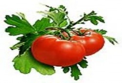 الطماطم "عقلت" والحكومة "اتجننت" ..د/ حمدي حسن