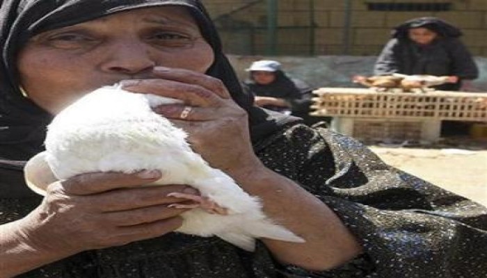 إنجازات الوطني الفاسد تتحدث عن نفسها: مصر الأولى عالميا فى إصابات ووفيات أنفلونزا الطيور