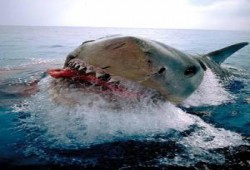 وماذا عن قروش الحزب الوطني؟! .. د/ جابر قميحة