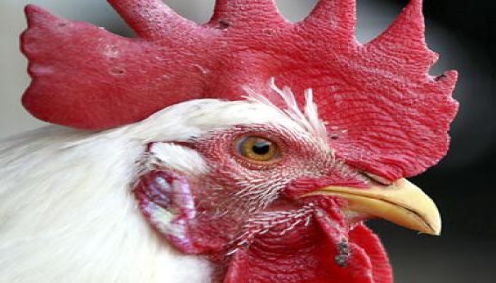 دجاج معدل لمقاومة إنفلونزا الطيور