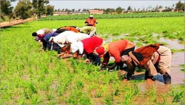 مجلس الوزراء: فتح باب استيراد الأرز مع حظر تصديره