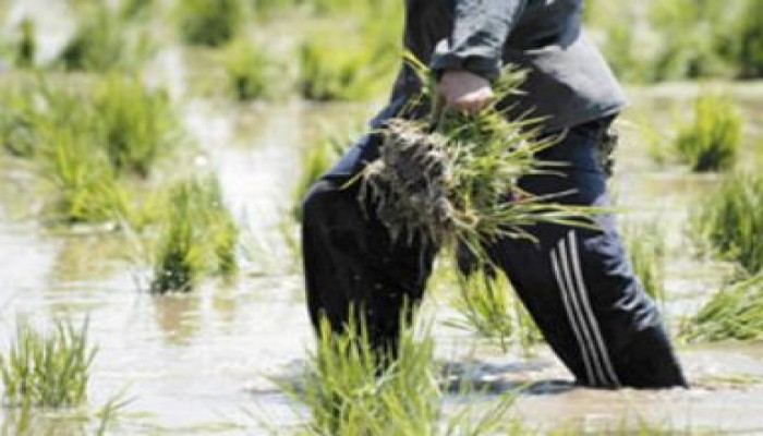 ناشط : مصر صدرت الدقيق والأرز لإسرائيل أثناء الثورة بنصف الثمن