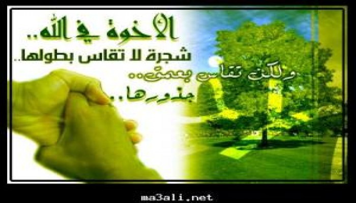 أخطاء مسئولى الإخوان .. حازم سعيد