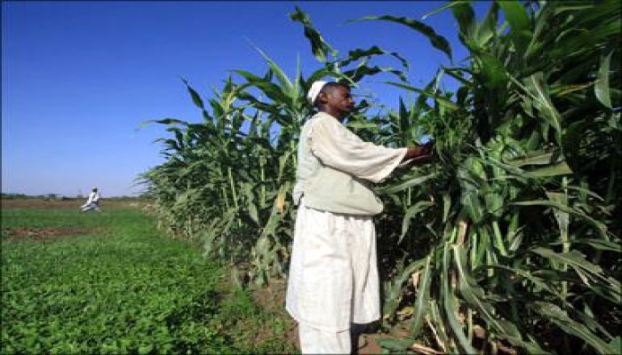 السودان تخصص مليون فدان لمصر لزراعة القمح