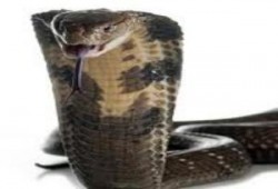 الردح الليبرالي.. وديمقراطية سعد الدين إبراهيم! ..جمال عبد الغفار بدوي