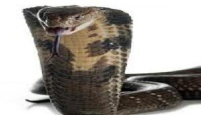 الردح الليبرالي.. وديمقراطية سعد الدين إبراهيم! ..جمال عبد الغفار بدوي