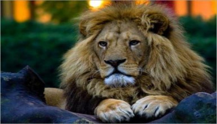 أسد ونمر يثيران ذعر أهالى القاهرة الجديدة