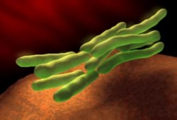 وفاة أول حالة مصابة ببكتريا (إى كولاى) فى فرنسا