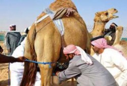 دراسة حديثة: حليب وأبوال الإبل تثبّط الجينات المحفزة للسرطان