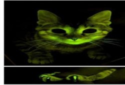 علماء يطورون سلالة من القطط معدلة جينيًا لمكافحة الايدز